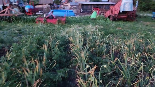 техника для обработки чеснока междурядие 70см смотреть онлайн