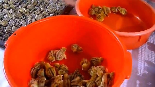 Перепела разведение. От А и до сковородки. Отбор перепелиных яиц для инкубации. Часть 2, смотреть онлайн