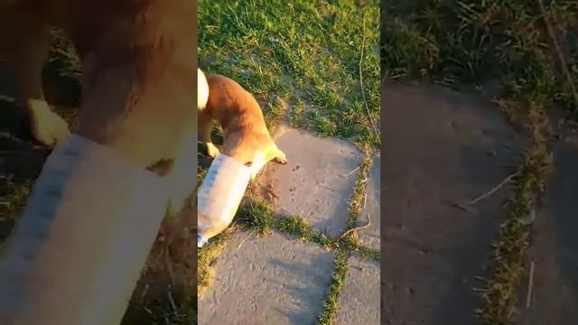 Марик пёсик в космос собрался. смотреть онлайн