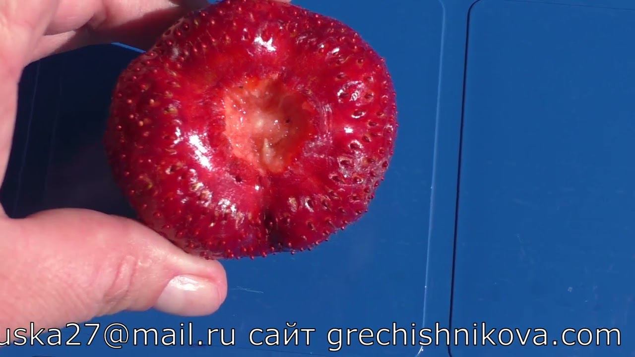 КАМРАД ПОБЕДИТЕЛЬ сорт клубники гигант из среднеспелого сегмента смотреть онлайн