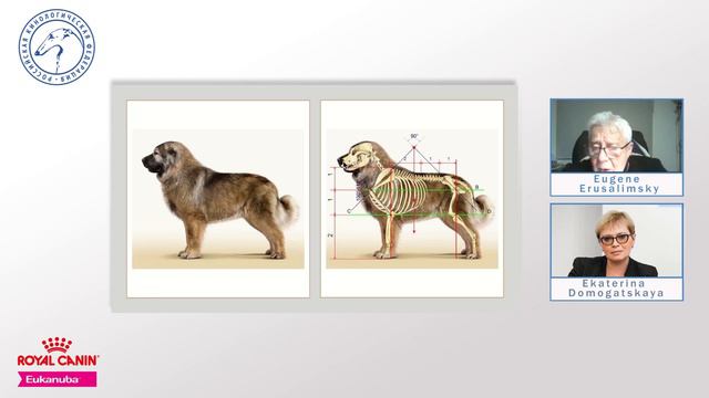 Russian national breeds: 5. Kavkazskaïa ovtcharka | Responsible Breeding Online смотреть онлайн