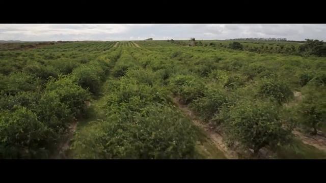 Вишня Ацерола - ключевой источник Витамина С для Нутрилайт смотреть онлайн