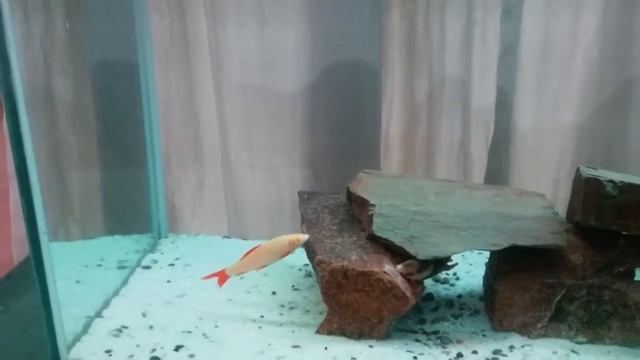Labeo Bicolor Albino