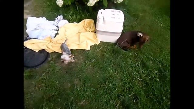 Дуэт четвероногих смотреть онлайн