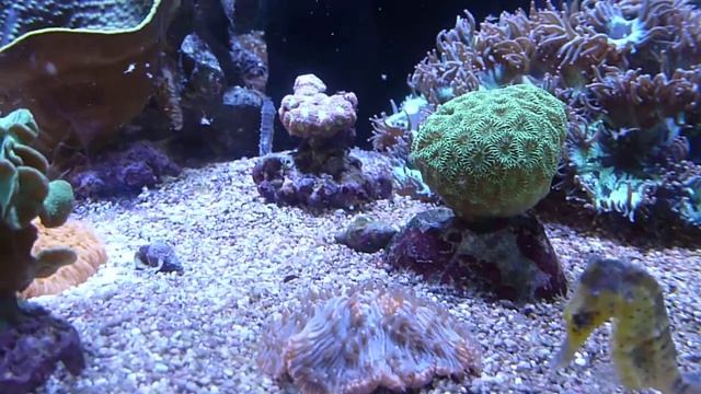 мой Морской конëк  кормить 2