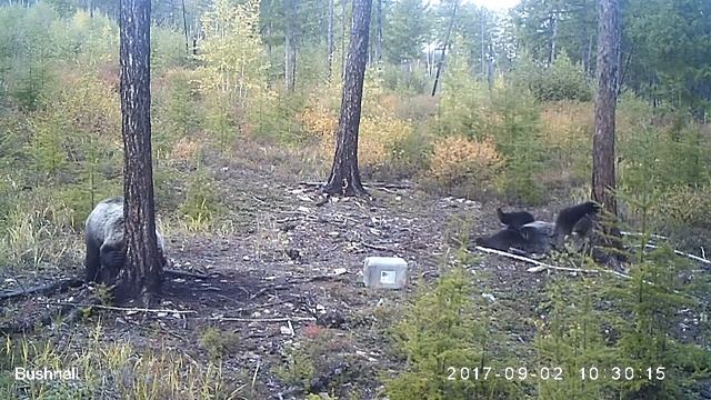 Чумовые мишки в Забайкальском лесу смотреть онлайн