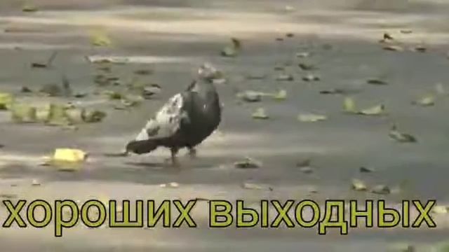 гиф# хороших выходных смотреть онлайн