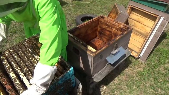 ГОТОВИМ СЕМЬИ,ПЕРЕД ГЛАВНЫМ ВЗЯТКОМ (МЕДОСБОРОМ),,,ГОТОВИМСЯ К КОЧЕВКЕ (ЧАСТЬ 2) смотреть онлайн