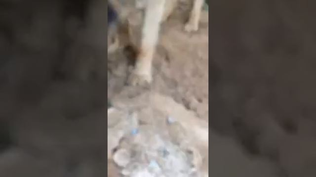 Овчарка ест вишню смотреть онлайн