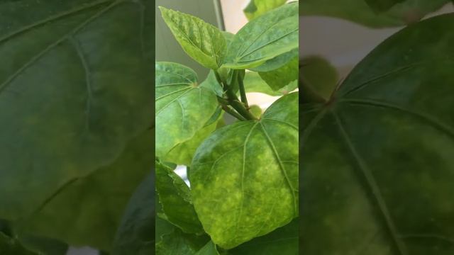 Гибискус Fiesta