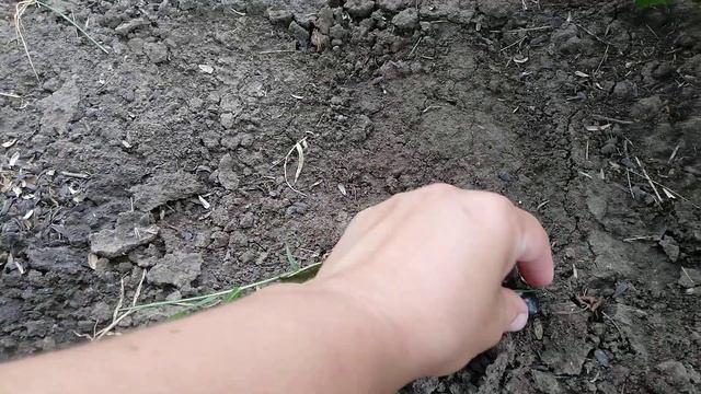 Смородина обзор. смотреть онлайн