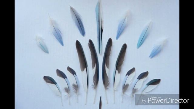 Линька попугаев смотреть онлайн