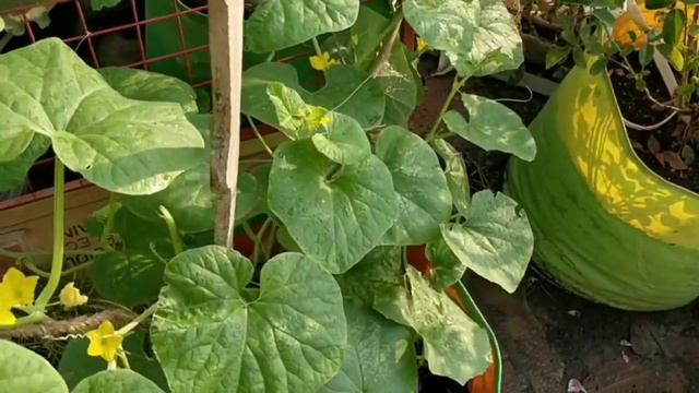 My Garden Flowers..!!garden Tour #110