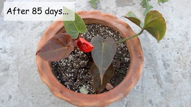 SEE How I SAVED a DYING Anthurium Plant? смотреть онлайн