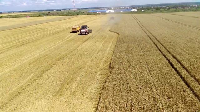 Как Комбайны Ростсельмаш убирают урожай пшеницы смотреть онлайн