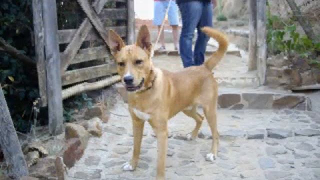 asociacion.peluts & Perros de Catalunya Hunde suchen ein Zuhause präsentieren: смотреть онлайн