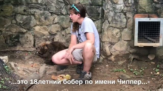VLOG||SMITHSONIAN NATIONAL ZOOLOGICAL PARK|| ЗООПАРК В ВАШИНГТОНЕ смотреть онлайн