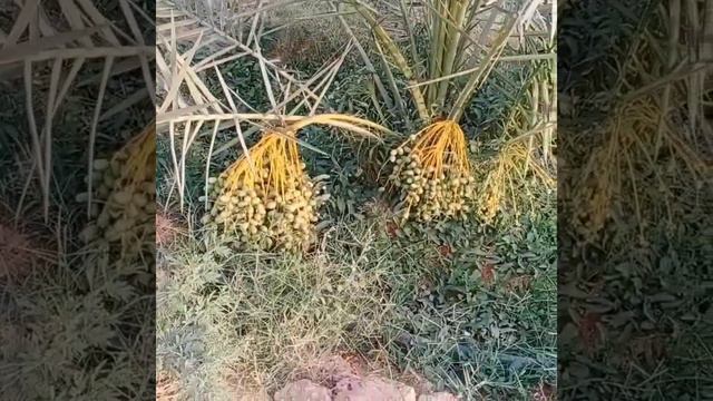 Saudi Arab Small Date Tree🌴#Saudi#Eusuf#Biniya#Short video смотреть онлайн