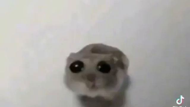 Sad Hamster violin meme смотреть онлайн