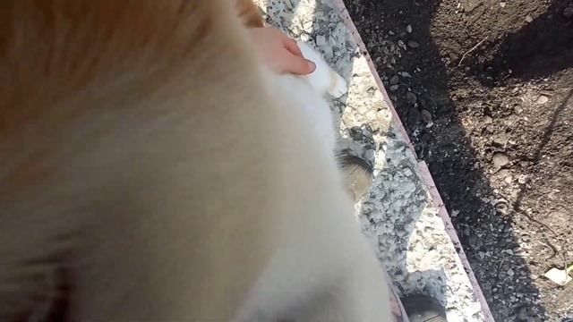 #145 ГУСЯТА/РАССАДА/САЖЕНЦЫ/ЖИЗНЬ В ДЕРЕВНЕ смотреть онлайн