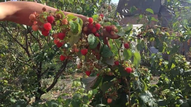 Сорт малины «Кванза» смотреть онлайн