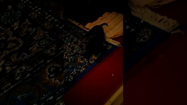 Цвергшнауцер 5 месяцев Красивые собаки смотреть онлайн