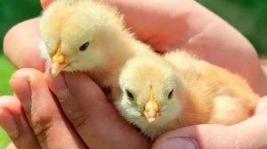 Циплята. T.Тыныбеков