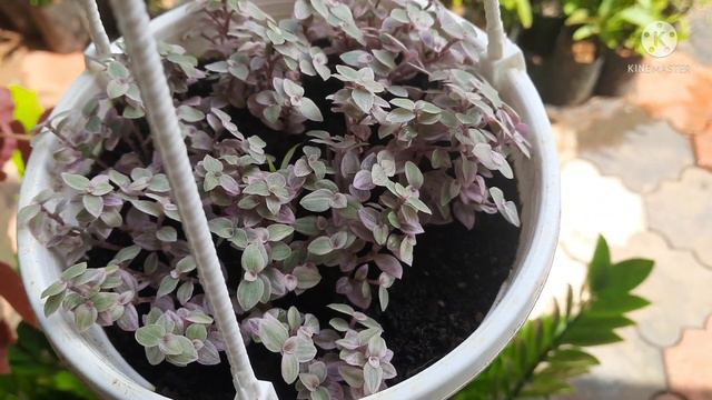 How to get more plants from one pink lady plant смотреть онлайн