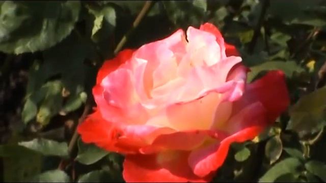 LONDON. Roses, Double Delight смотреть онлайн