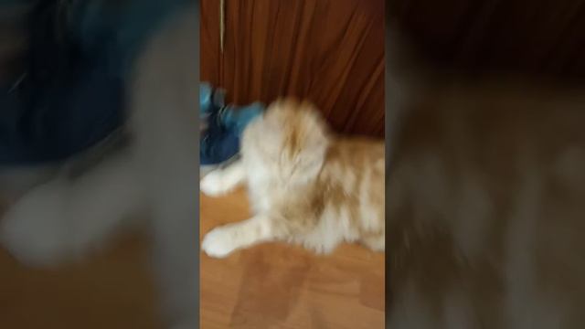 (°_°) #мейнкуны #коты #грустно #истории #игры #истори смотреть онлайн