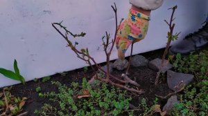 Как обрезать розы весной. Весенняя обрезка роз.