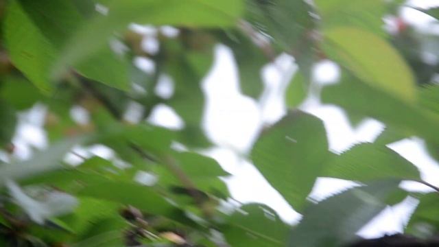 Июнь , Черешня поспевает смотреть онлайн