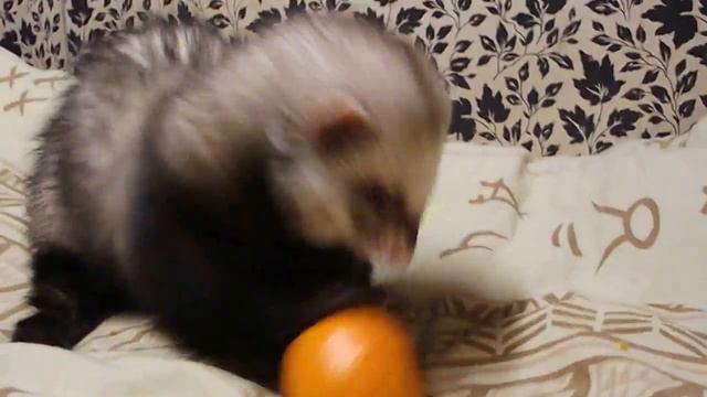 хорек против мандаринки смотреть онлайн