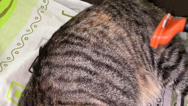 Нашла способ решения шерсти по дому от домашних животных / Супер способ, рабочий на все 100 % смотреть онлайн