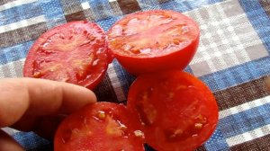 Томат Персей. Самый вкусный помидор.