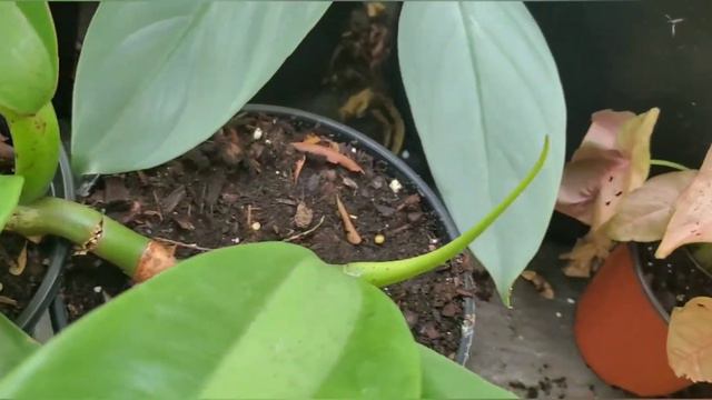 Propagating Philodendron Crassinervium