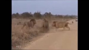 Сражение львов за територию  Схватки молодых львов со старшими львами