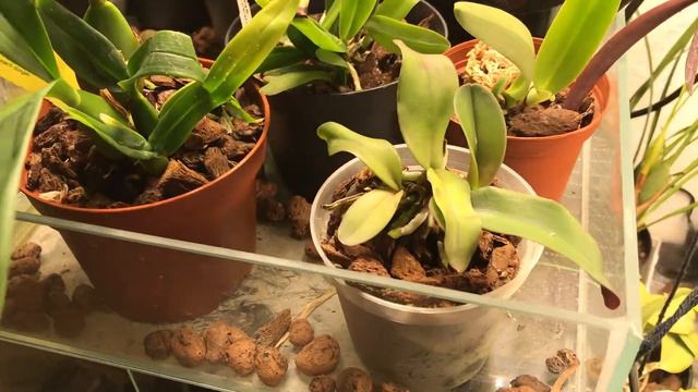 Cattleya rex #CareCollab смотреть онлайн