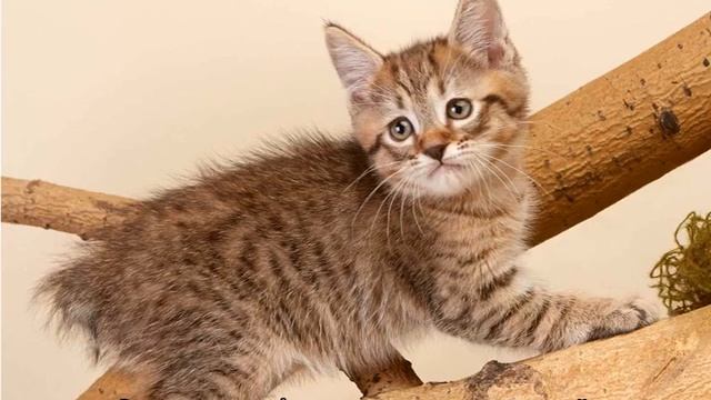 Пиксибоб кошка — интересная порода смотреть онлайн