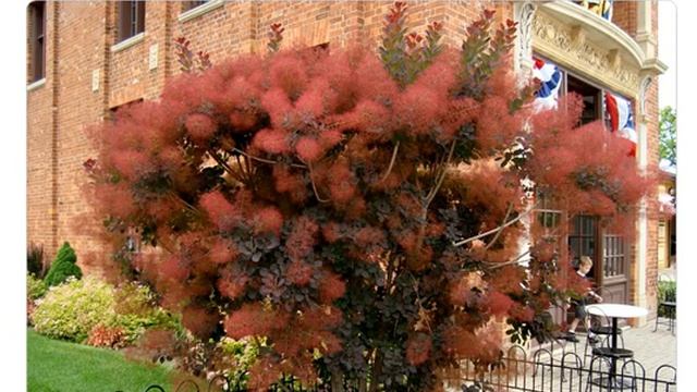 Скумпия кожевенная ( Cotinus coggygria ) смотреть онлайн