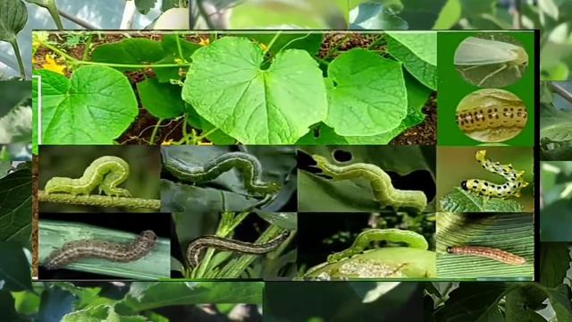 Bayer Decis 100 Insecticide