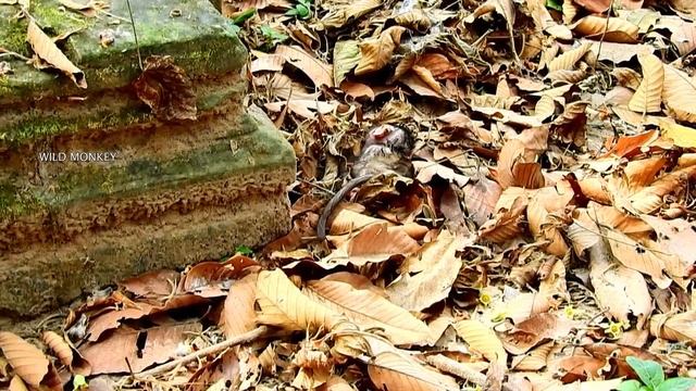 FULL TEAR IN EYE ..!!! SORROWFUL DAY NEWBORN TONIYA PASS AWAY BY BAD MONKEY ARON KIDNAPPED & DROP..