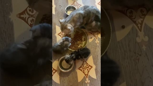 Вислоухие шотландские котята мраморного окраса. Скоттиш фолд. Scottish fold. смотреть онлайн
