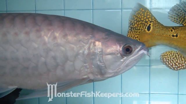 Monster Tank : Snakehead, Arowana, Peacockbass : HD Quality смотреть онлайн