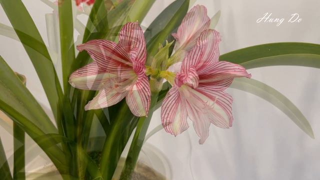 ARL Amaryllis смотреть онлайн