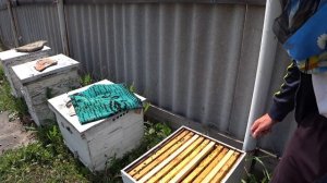 Через сколько давать маточники, чтобы их приняли пчелы 100%