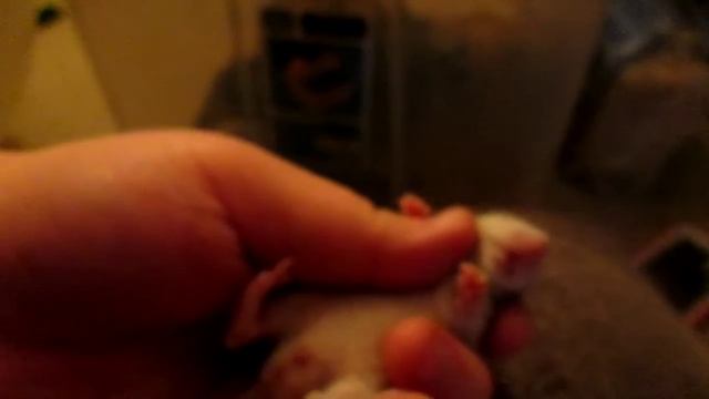 Adorable baby rex dumbo rattie смотреть онлайн