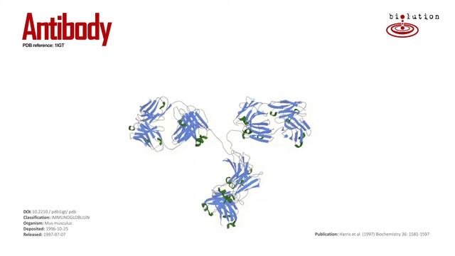 Antibody - Immunoglobulin
