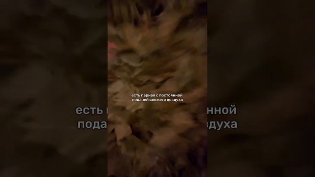 Авторская баня в центре Питера | Куда сходить в СПб? 🧖♀️ смотреть онлайн