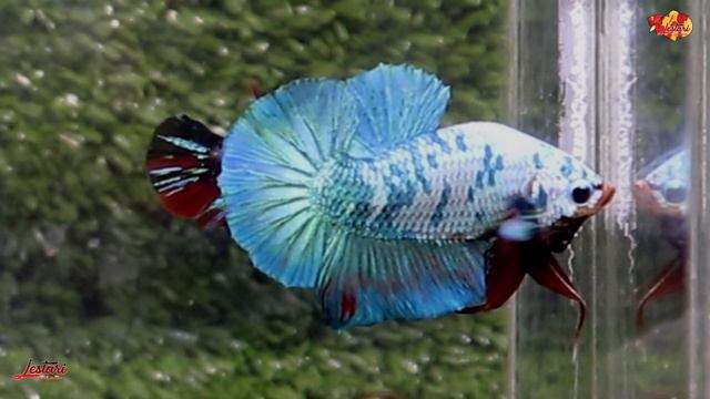 BETTA FISH | RELAXING MUSIC | CALMING MUSIC | SOOTHING MUSIC | SLEEP MUSIC | BEAUTIFUL FISH ❀🐟1 смотреть онлайн